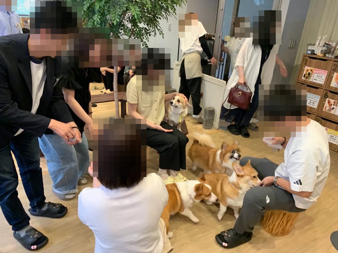 コーギーとふれあう様子